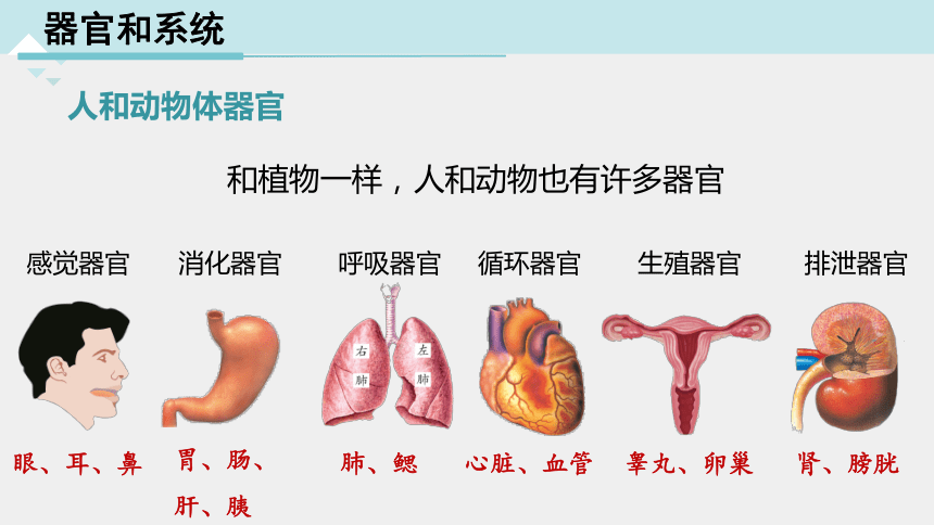 2.3 生物体的结构层次 第3课时（课件 21张ppt）