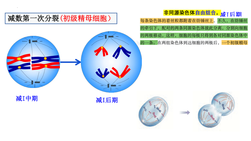 2.1.1减数分裂 课件-(共34张PPT)人教版（2019）必修2