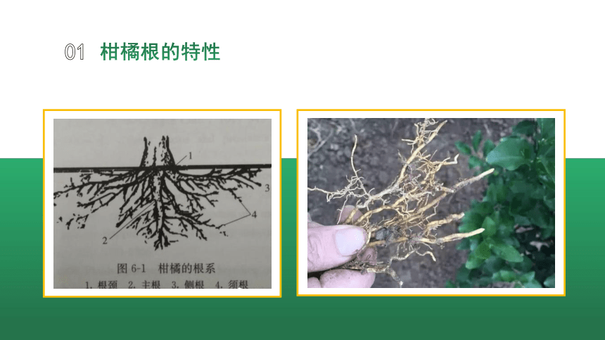 4.1.2柑橘的生长特性 课件(共16张PPT)-《果树生产技术》同步教学（中国农业出版社）