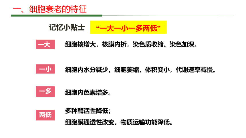 6.3 细胞的衰老和死亡(课件共44张PPT)