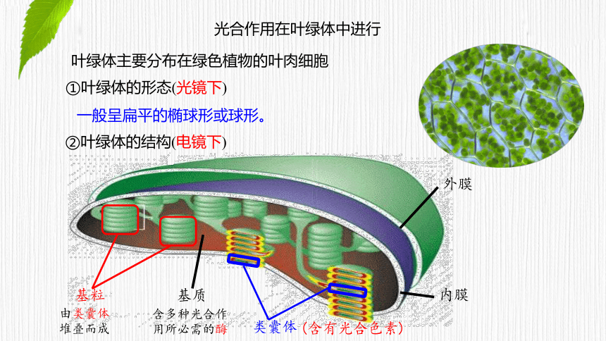 3.5.1 光合作用概述、光合色素的提取与分离  课件(共25张PPT) 2023-2024学年高一生物 浙教版（2019） 必修一