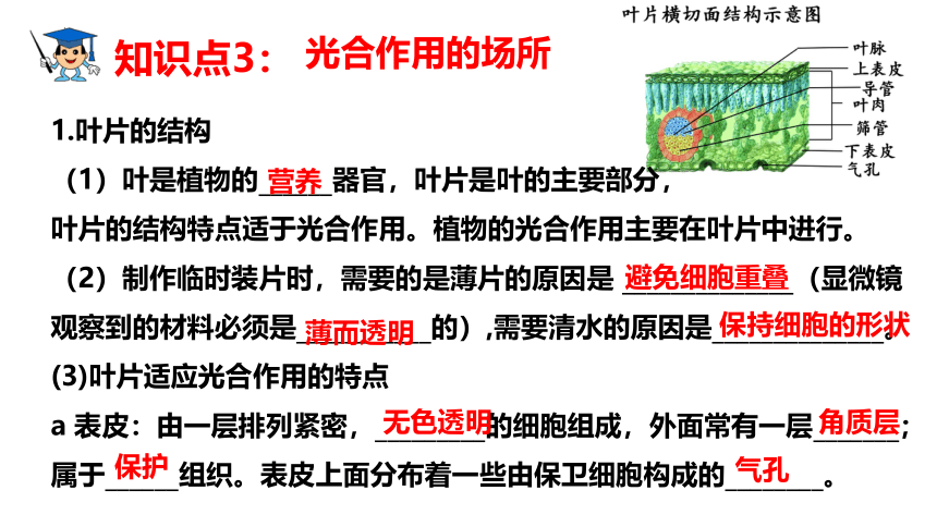 第三单元第三、四、五章章末复习-八年级生物上册同步精品课堂(冀少版)(共41张PPT)