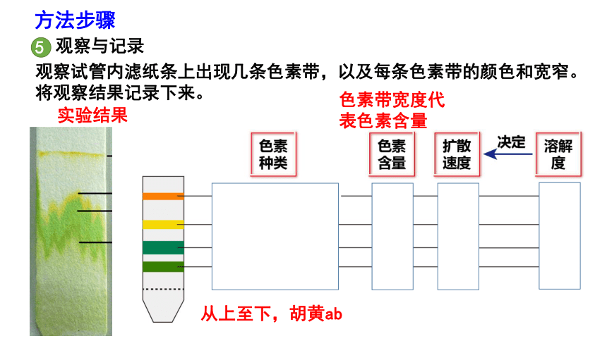 生物人教版（2019）必修1 5.4光合作用与能量转化（共50张ppt）