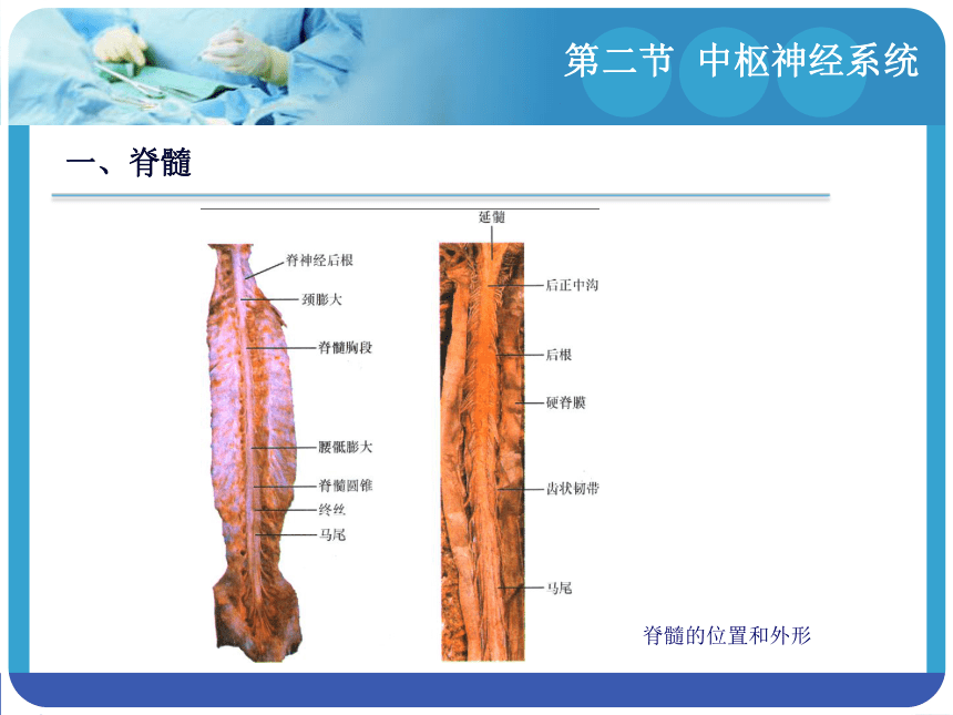 14.2中枢神经系统 课件(共153张PPT)-《解剖学基础》同步教学（江苏大学出版社）