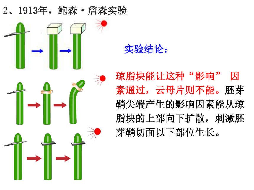 4.1植物生长素课件(共42张PPT) 2023-2024学年高二上学期生物苏教版选择性必修1