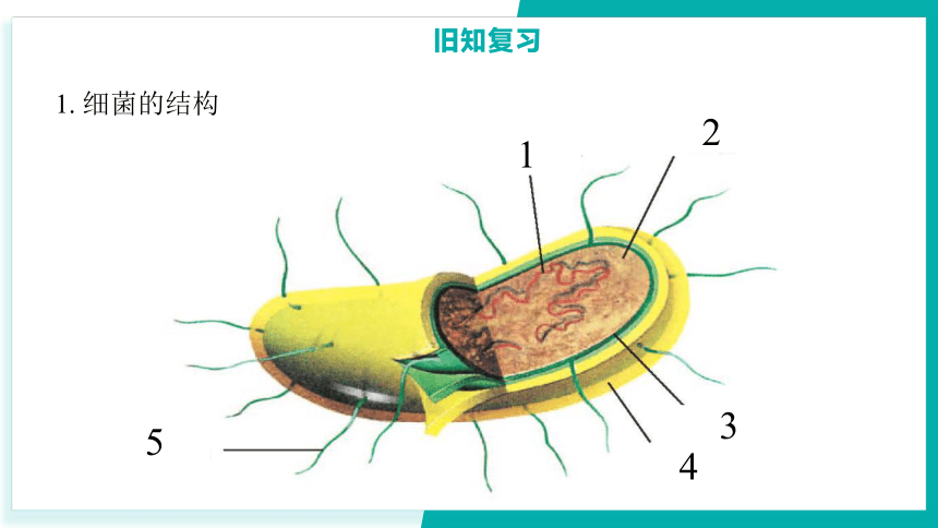 第6节 细菌和真菌的繁殖 第2课时（课件 23张ppt）