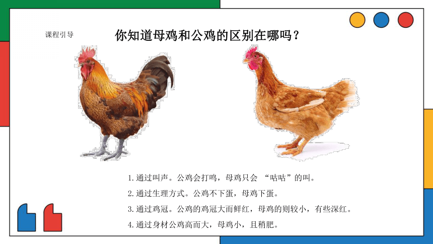 美术社团课程《鸡妈妈孵小鸡》课件(共22张PPT) 小学延时服务