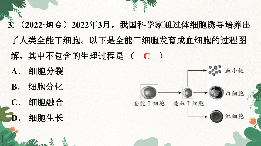 2.4 生物体的结构层次 本章复习与练习课件(共26张PPT)北师大版生物七年级上册