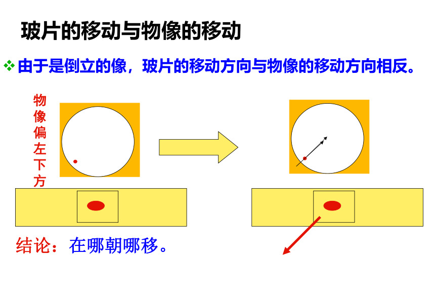 1.2细胞的多样性和统一性(课件共40张PPT)