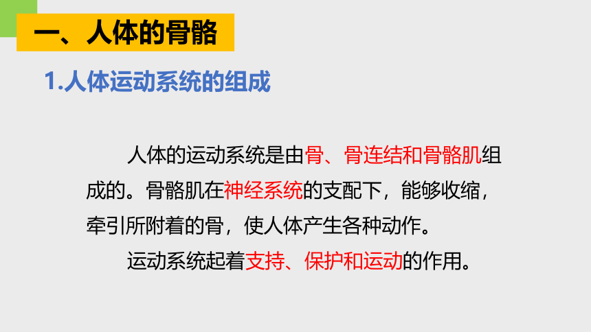 3.5人体的运动系统和保健 —2023-2024学年浙教版科学九年级下册（课件 32张ppt）