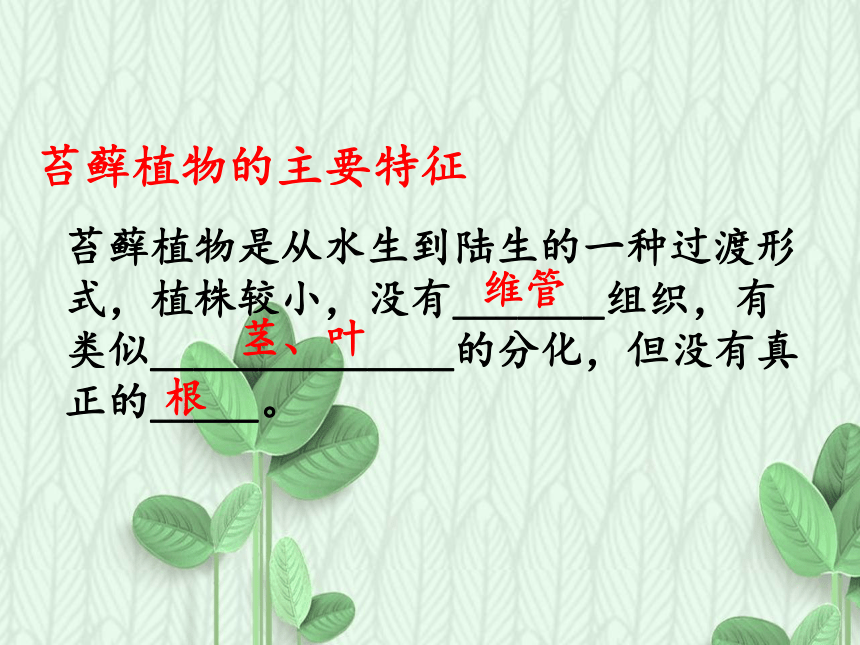 4.1.1 植物-植物的基本类群课件(共34张PPT) 沪教版生物第二册