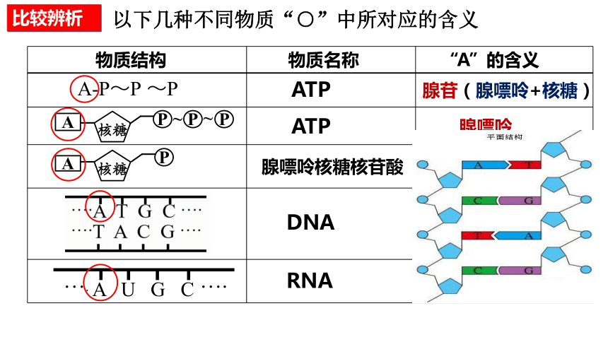 5.2细胞的能量货币ATP课件（共32张PPT、2份视频）-人教版必修1