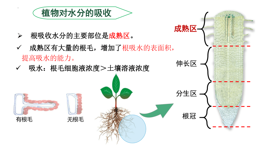 3.3 绿色植物与生物圈的水循环（课件）七年级生物上学期（人教版）(共25张PPT)