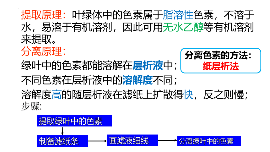 5.4 .1光合作用与能量转化课件(共28张PPT)  2022—2023学年高一上学期生物人教版必修1