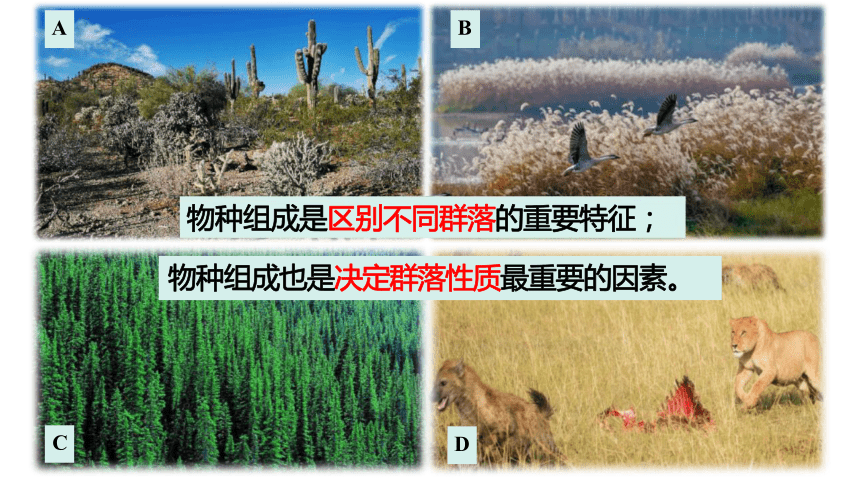 2.1群落的结构课件 （共33张PPT）人教版选择性必修2