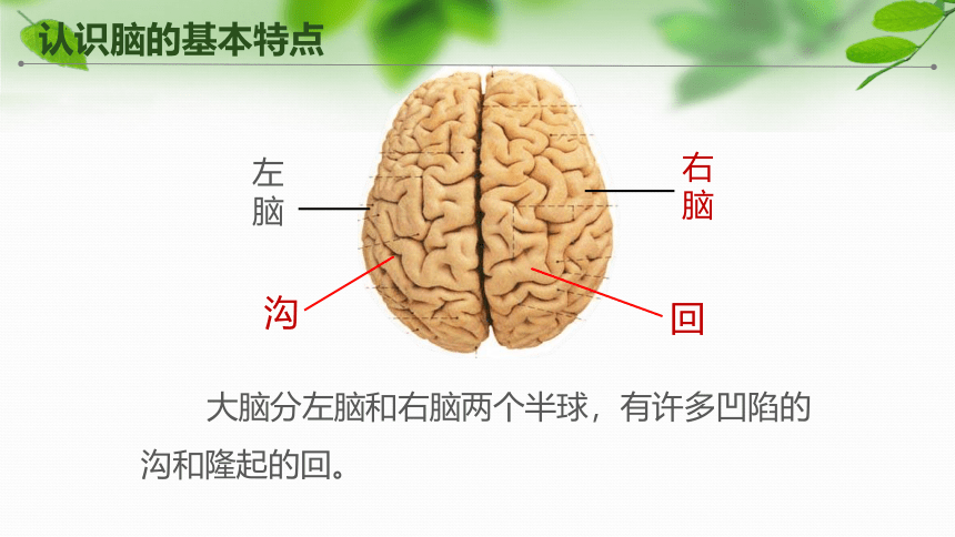 苏教版五年级科学上册第19课《我们的大脑》(课件）(共19张PPT+视频)