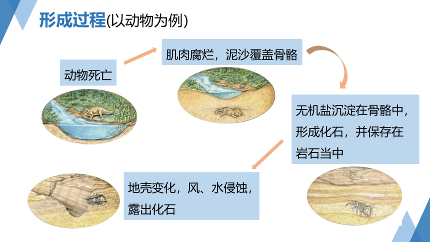 1.4生物的进化（第1课时 课件 27张PPT）