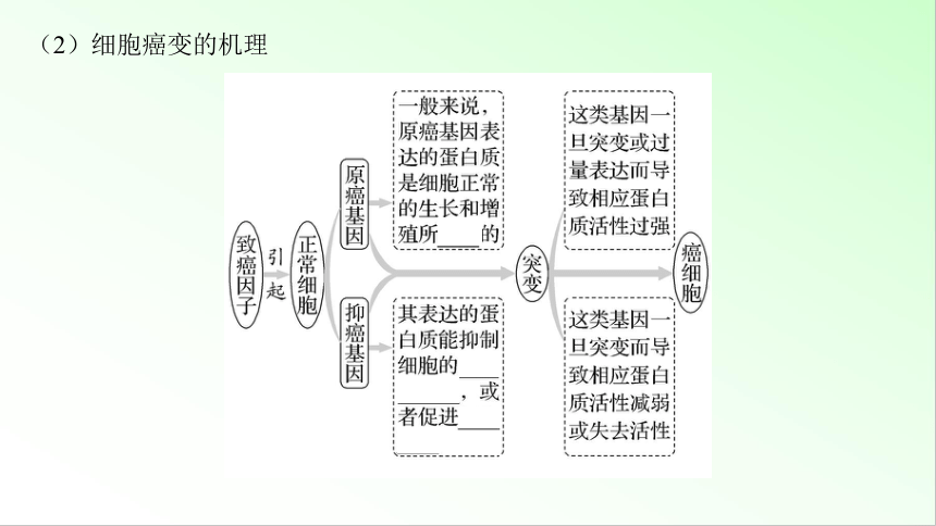 新教材生物一轮复习课件：第7单元 生物的变异和进化 第1讲　基因突变和基因重组(共88张PPT)