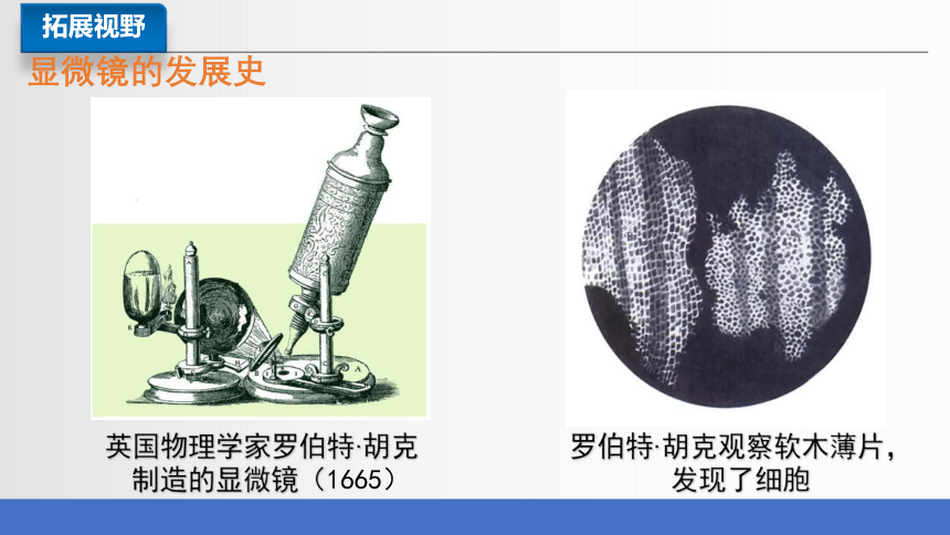 2.1.1 练习使用显微镜课件(共38张PPT)2023-2024学年人教版生物七年级上册