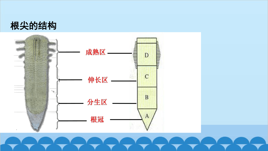 3.2.2植株的生长课件(共36张PPT)人教版生物七年级上册