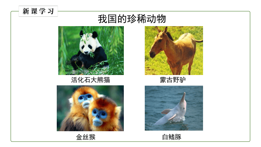 2.2.2脊椎动物的主要类群（第三课时）课件(共18张PPT)济南版 七年级生物上册