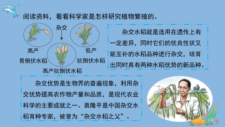 科学大象版（2017秋）六年级上册4.3《植物的遗传和变异》课件（共15张PPT）