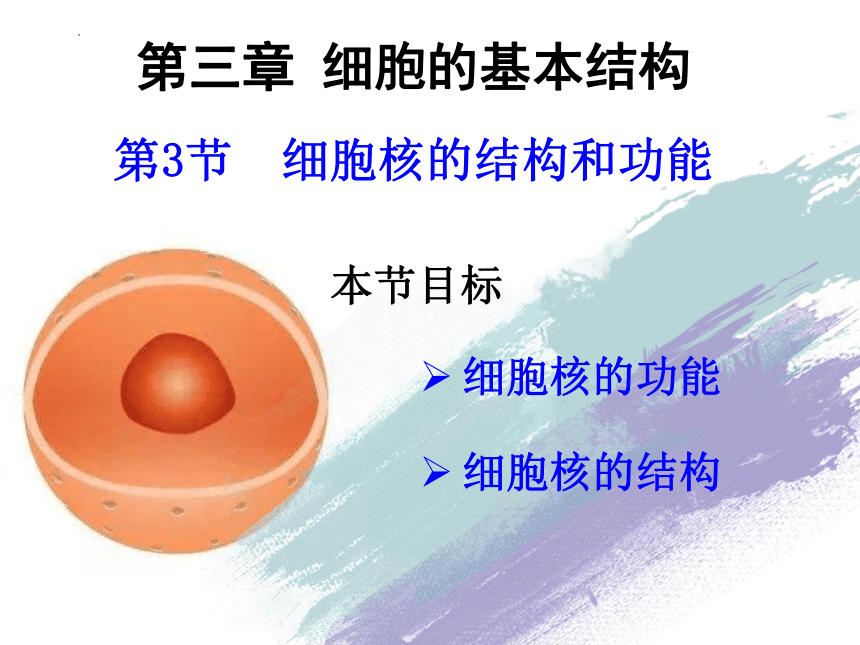 3.1细胞膜的结构和功能课件(共29张PPT)-人教版（2019）必修1
