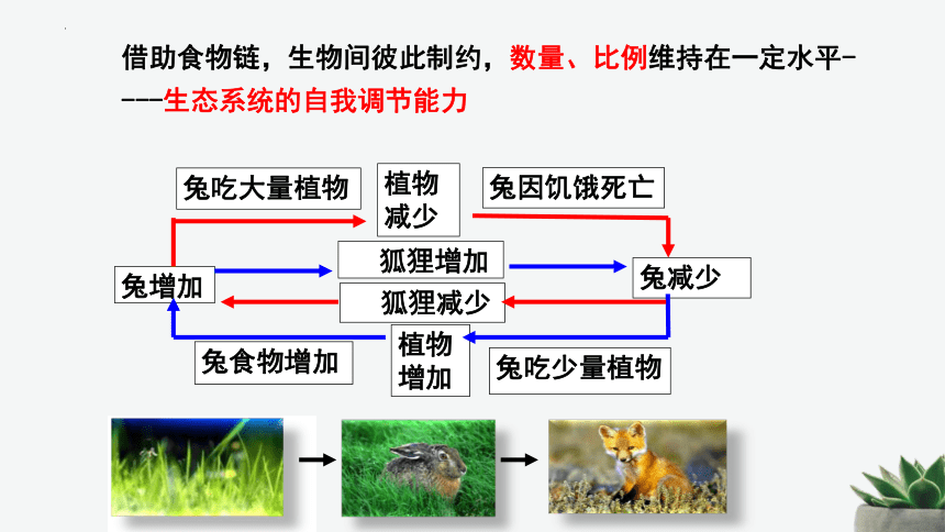 8.23.4生态系统的稳定性课件 (共25张PPT)北师大版生物八年级下册