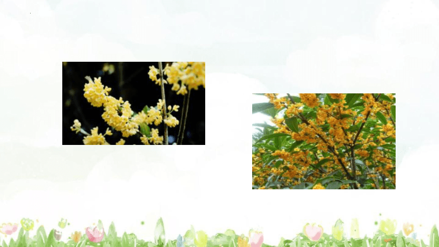 3《桂花雨》 课件 (共26张PPT)