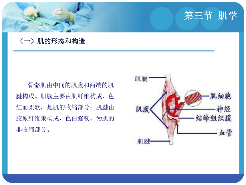 2.3 肌学 课件(共57张PPT)-《解剖学基础》同步教学（江苏大学出版社）