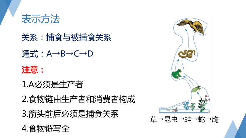 2.4 生态系统的结构和功能（第2课时 课件 28张PPT）