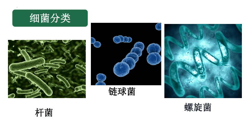 5.4.2细菌课件(共21张PPT) 人教版生物八年级上册