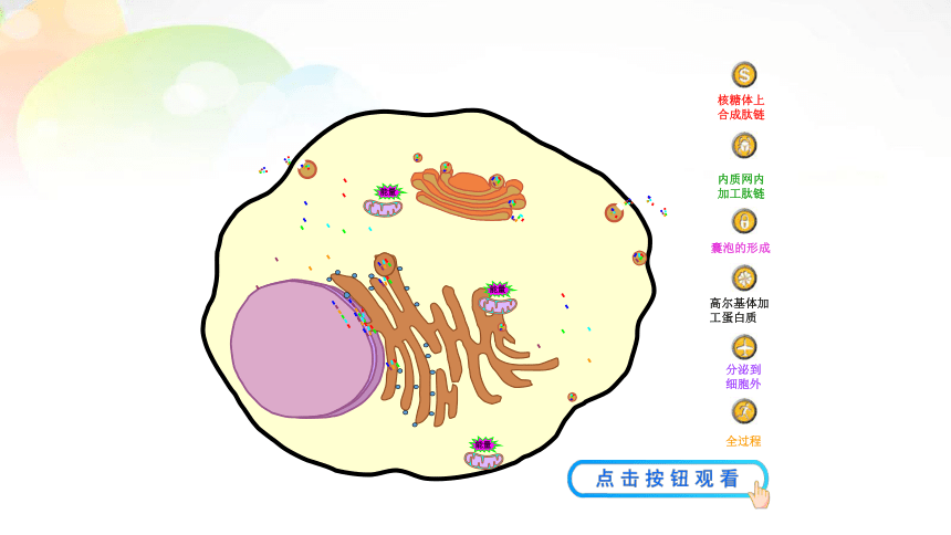 人教版（2019）必修1课件:  3.2.2细胞器之间的协调配合和细胞的生物膜系统(共26张PPT)