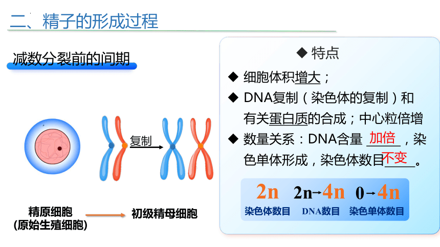 2.1减数分裂和受精作用（第一课时）课件（共38张PPT、1份视频） 人教版必修2