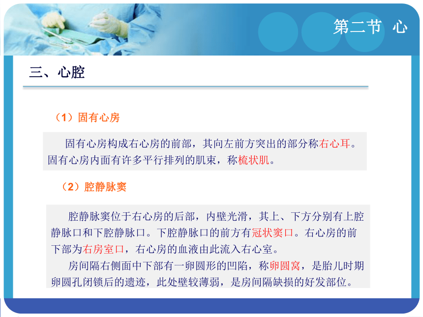 8.2心 课件(共35张PPT)-《解剖学基础》同步教学（江苏大学出版社）