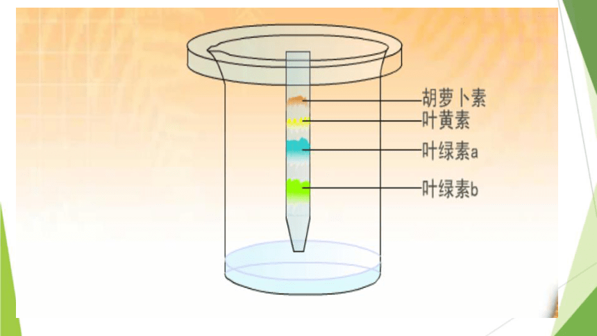 5.4 光合作用与能量转化课件(共51张PPT)2023-2024学年高一上学期生物人教版必修1