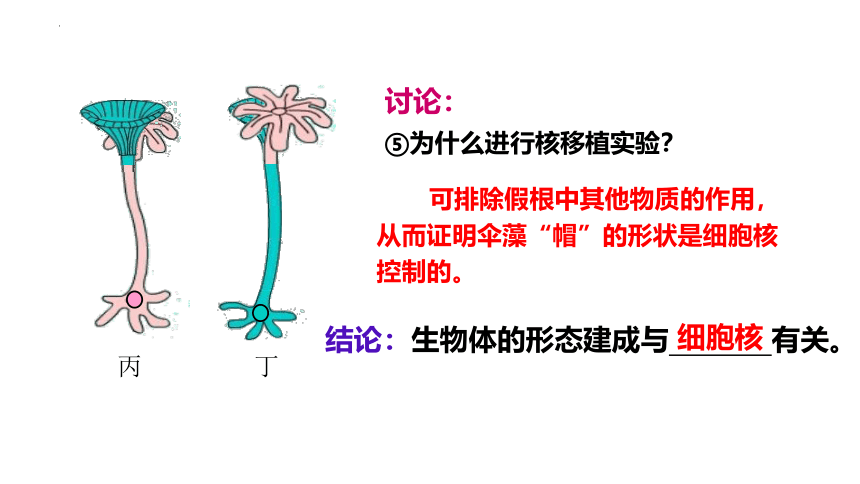 3.3细胞核的结构和功能  课件生物人教版必修1(共31张PPT)