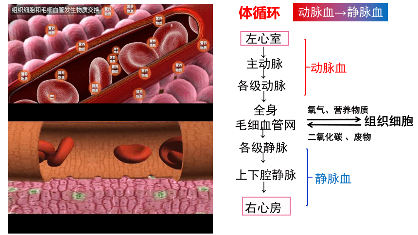4.4.3  输送血液的泵——心脏（第2课时）课件（共30张ppt）+视频素材