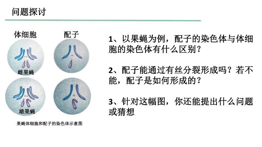 2.1减数分裂和受精作用（第一课时）课件（共38张PPT、1份视频） 人教版必修2