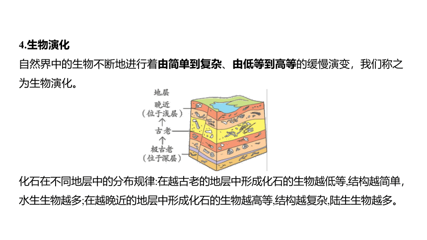 1.4生物的进化（课件 28张PPT 学案)