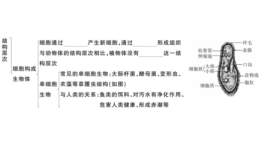 第二单元生物体的结构层次 小结与复习习题课件(共32张PPT)