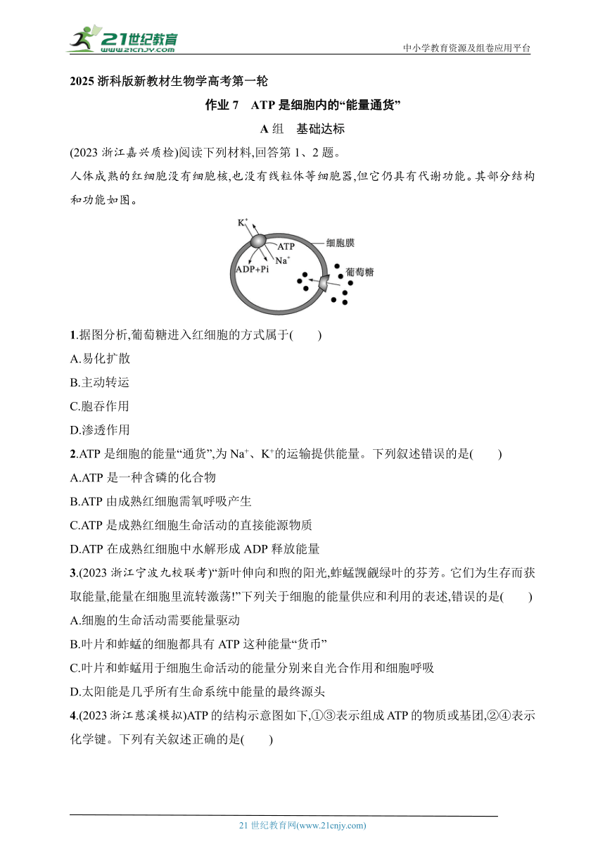 2025浙科版新教材生物学高考第一轮基础练--作业7　ATP是细胞内的“能量通货”（含解析）