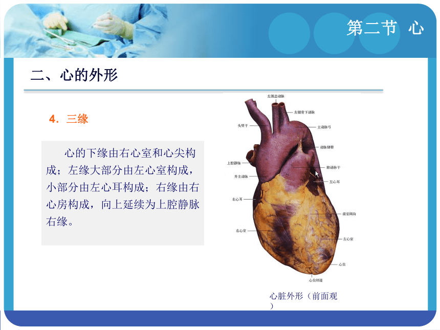 8.2心 课件(共35张PPT)-《解剖学基础》同步教学（江苏大学出版社）