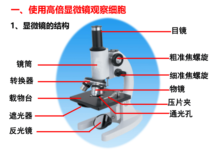 1.2细胞的多样性和统一性(课件共40张PPT)