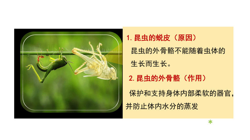 6.19.2昆虫的生殖和发育课件(共20张PPT+内嵌视频1个) 北师大版八年级上册