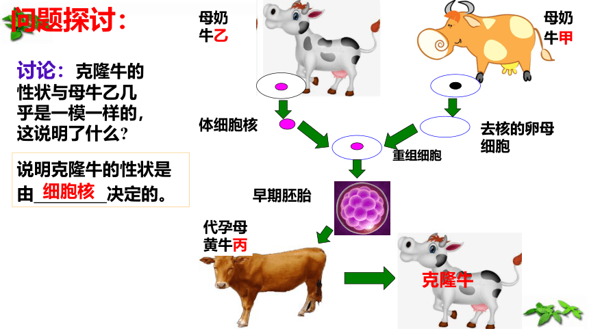 生物人教版（2019）必修1 3.3细胞核的结构和功能（共28张ppt）