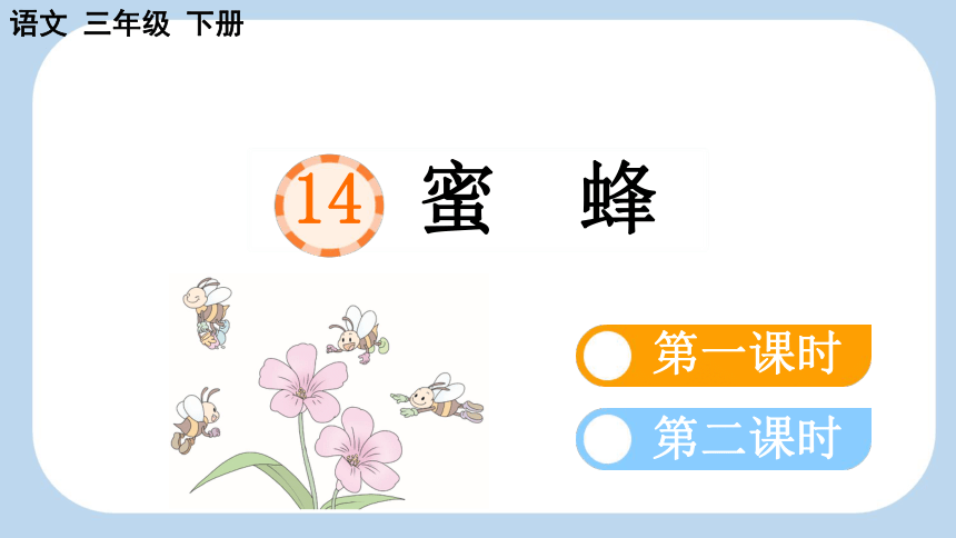 14.《蜜蜂》课件(共两课时，37张PPT)