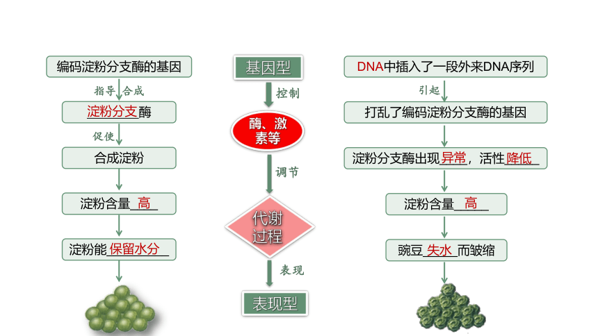 4.2 基因表达与性状的关系-2023-2024学年高一生物人教版必修第二册课件(共56张PPT)