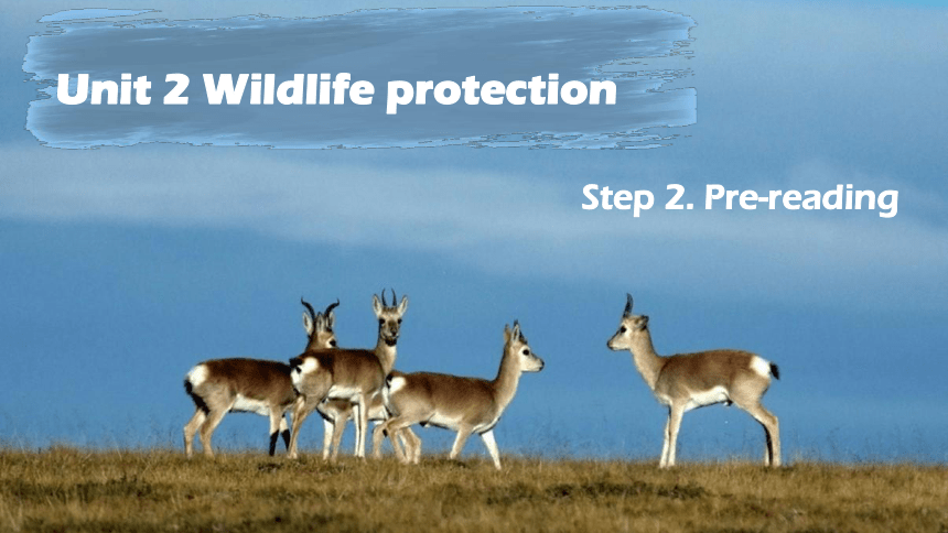 人教版（2019） 必修第二册 Unit 2 Wildlife Protection Reading and Thinking课件（共34张PPT,内镶嵌视频）