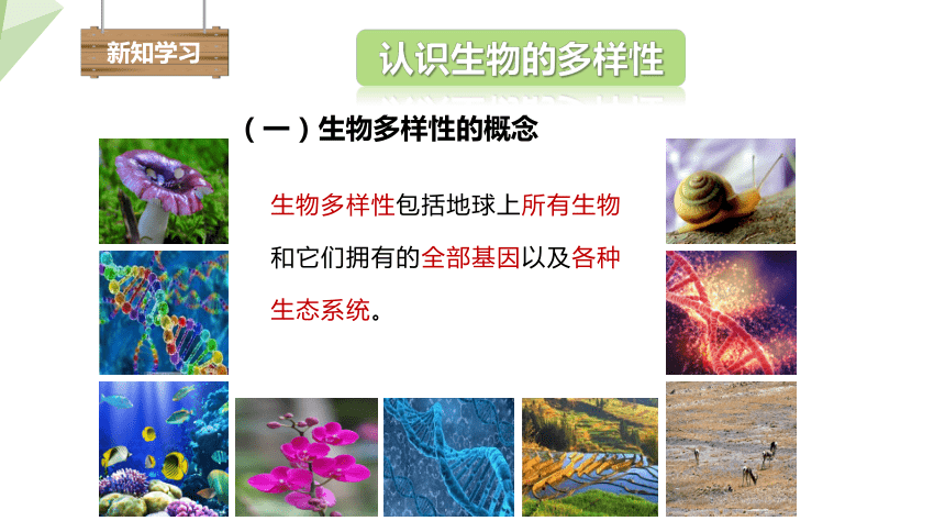 6.3.1 生物的多样性 课件(共22张PPT)2023-2024学年初中生物济南版八年级下册